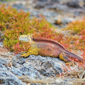 tourhub | Intrepid Travel | Galapagos Explorer: Central Islands (Grand Queen Beatriz) 