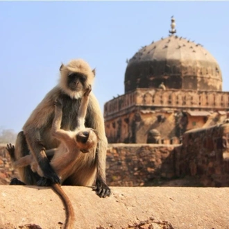 tourhub | Travel Department | India’s Golden Triangle: Taj Mahal & Ranthambore Safari 