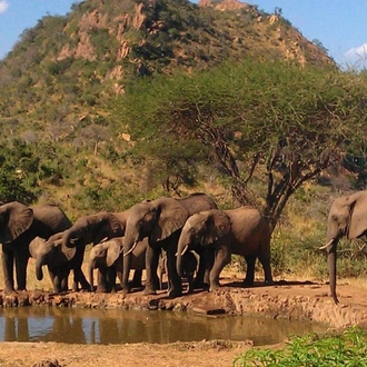 tourhub | Tanzania Wildlife Adventures | Elephant Safari Discover 