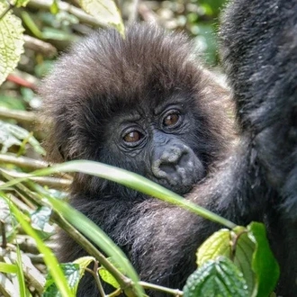 tourhub | Kingfisher Journeys | 10 Days Luxury Adventure & Cultural Journey with Gorillas 