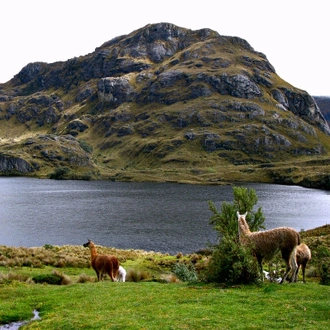 tourhub | Ecuador Galapagos Travels | From the Andes to the Coast: Ecuador's Diverse Delights 