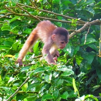 tourhub | Ecuador Galapagos Travels | Amazon Safari Experience 