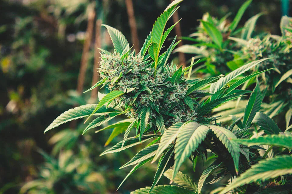 How to grow marijuana outdoors