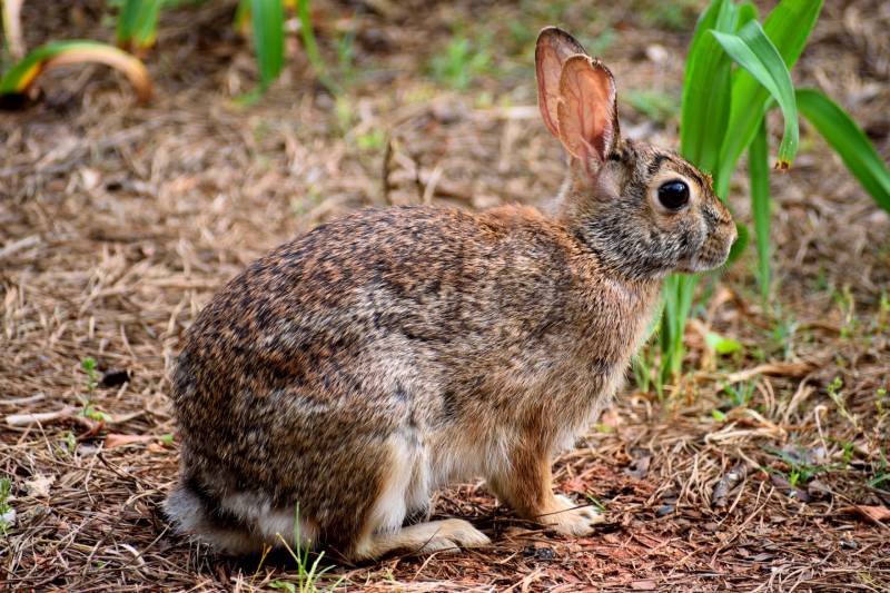 wild rabbits in winter