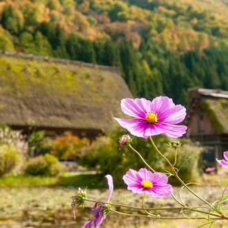 tourhub | SpiceRoads Cycling | Unseen Central Japan: From the Coast to the Japanese Alps 