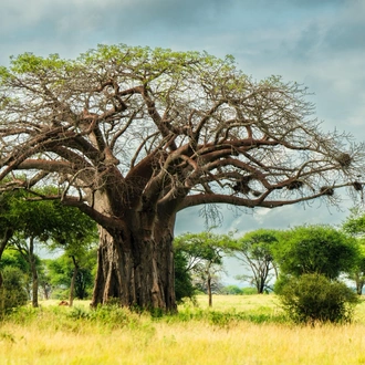 tourhub | Beach and Safari Holidays | Tanzanian Flamingo Safari: Tarangire to Lake Natron 