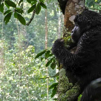 tourhub | G Adventures | Kenya & Uganda Gorilla Overland: Forests & Wildlife Spotting 