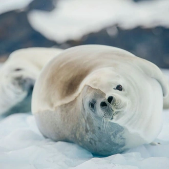 tourhub | Intrepid Travel | Best of Antarctica: Whale Journey (Ocean Endeavour)  