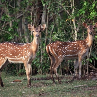 tourhub | Agora Voyages | Bhubaneshwar, Bhitarkanika Mangroves Forest & Similipal Tiger Reserve Tour 