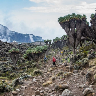 tourhub | Exodus Adventure Travels | Kilimanjaro Climb - Lemosho Route 