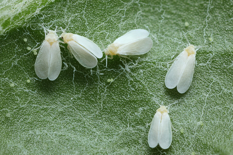 Physical Characteristics of Adult Whiteflies