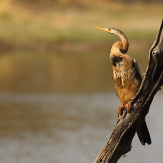 tourhub | Wildlife Dreams | Bird Watching in Kruger (Dates upon request) 