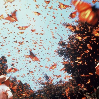 tourhub | Tours of Distinction | Mexico's Monarch Butterfly Migration 