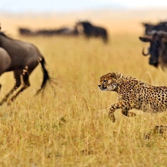 tourhub | Intrepid Travel | Kenya Wildlife Safari 