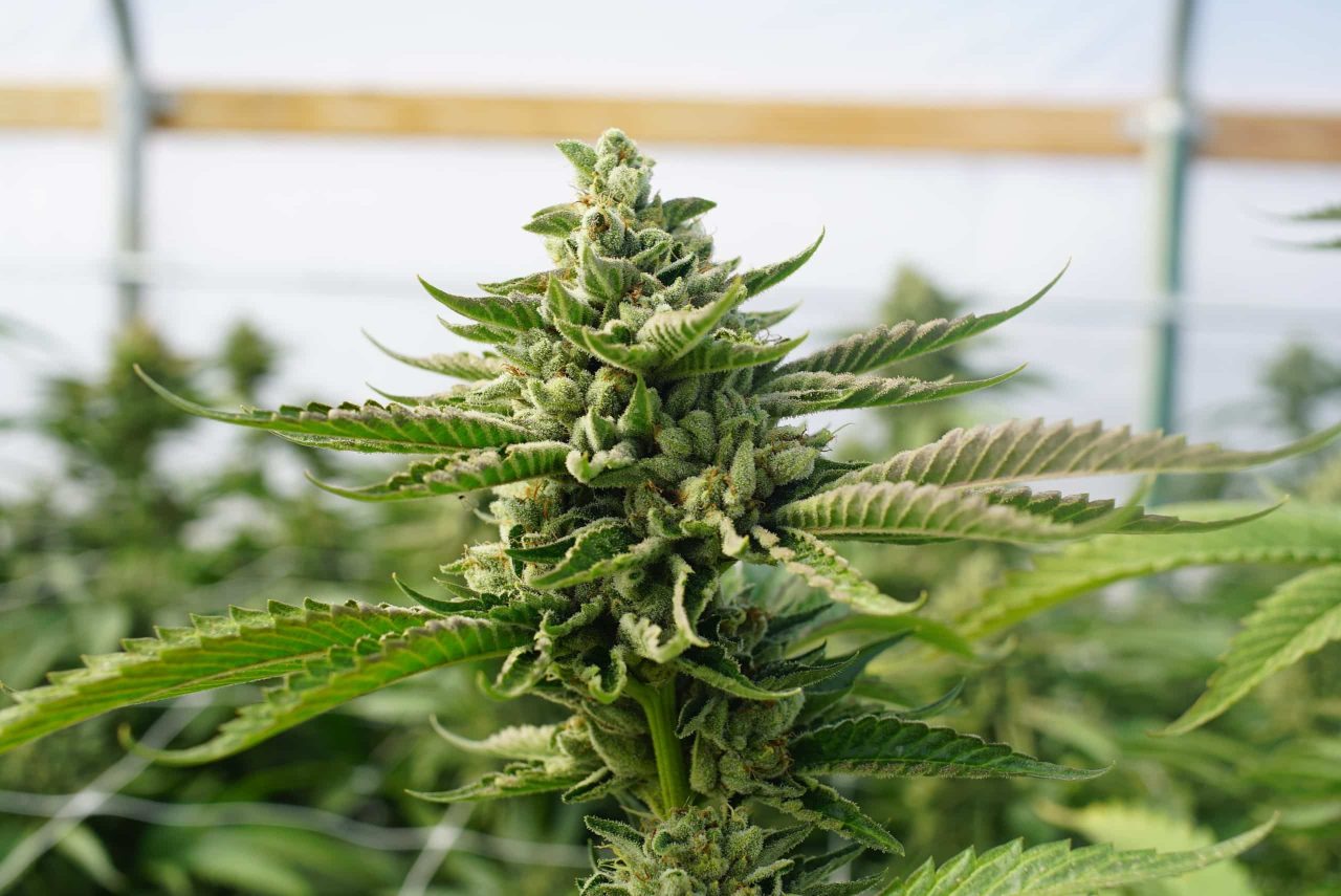Cannabis flowering phase (7-14 weeks)