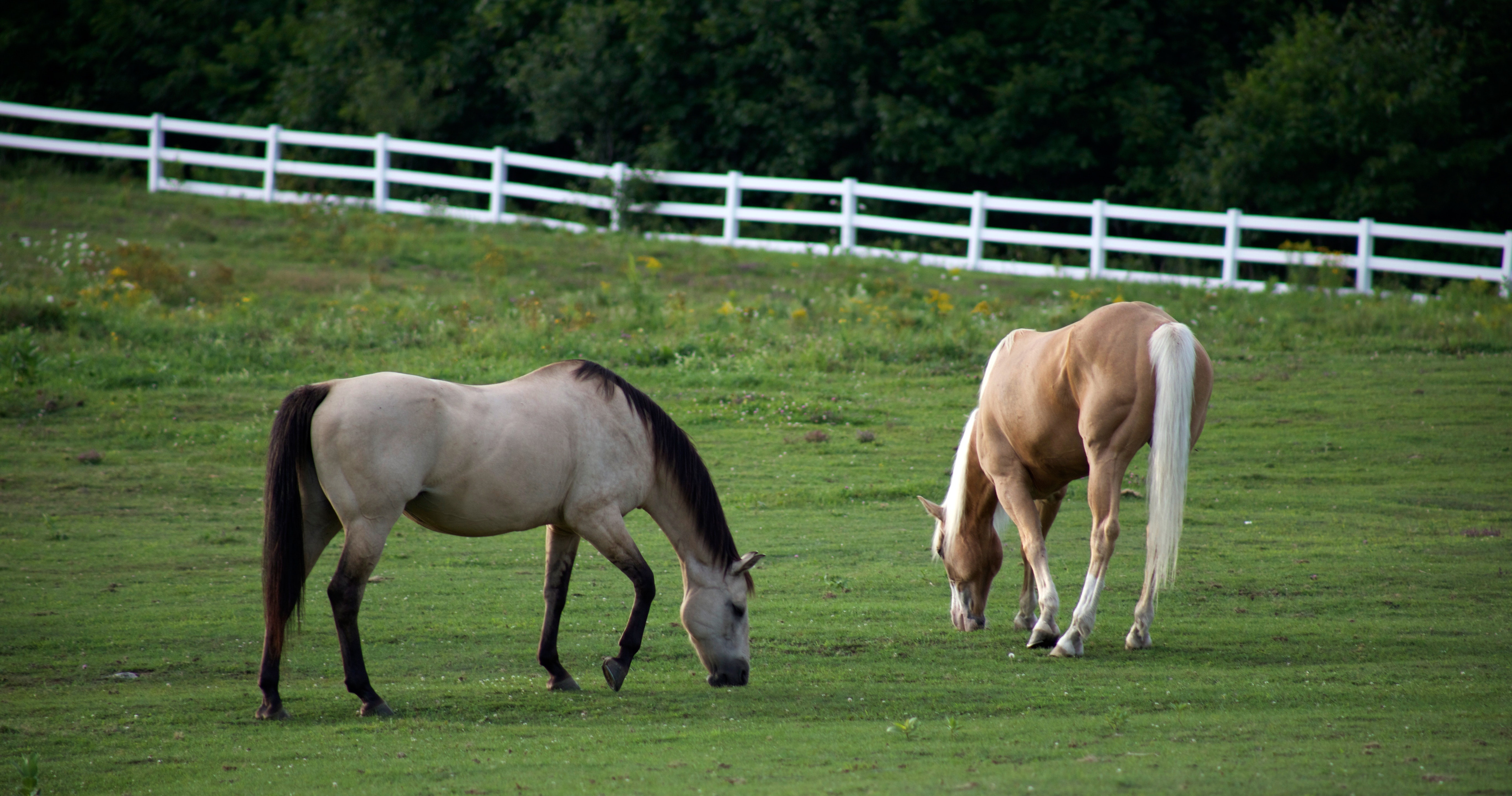 understanding-horse-care-plan-your-own-stable-small-online-class-for-ages-8-11-outschool