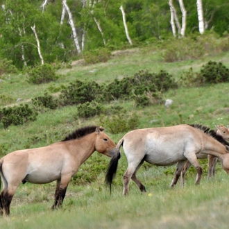 tourhub | Tour Mongolia | Essence of Mongolia - 4 Days 