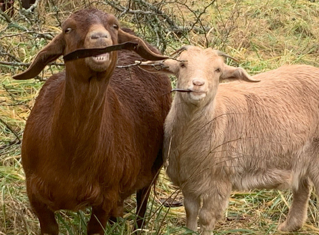 Goats munching on honeylocust pods