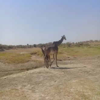 tourhub | Gundua Africa Adventures | 4 Days Joining Camping Safari in Tarangire, Serengeti and Ngorongoro 