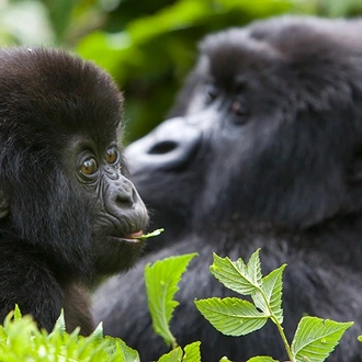 tourhub | Intrepid Travel | Gorillas, Game Parks & Beaches 