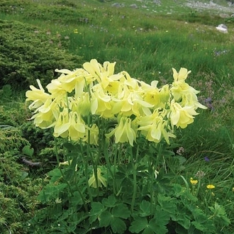 tourhub | Travel Editions | Alpine Wildflowers of Bulgaria Tour 