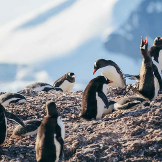 tourhub | Intrepid Travel | Best of Antarctica: Whale Journey (Ocean Endeavour)  