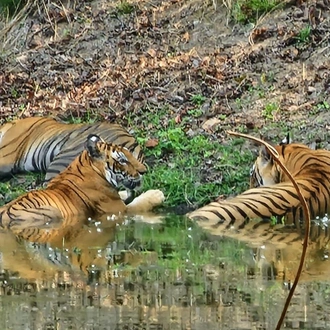 tourhub | Alkof Holidays | India Wildlife Safari - Asiatic Lions with the Bengal Tigers 