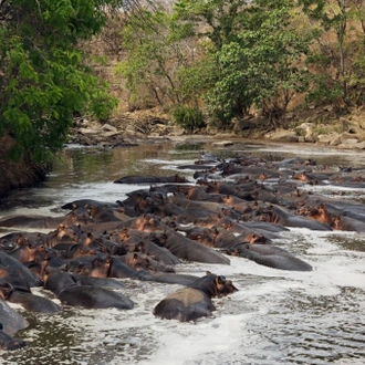 tourhub | Serengeti Access Safaris | 3 Days Selous Game Reserve from Dar es Salaam 