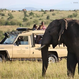 tourhub | Gracepatt Ecotours Kenya | 14-Day Volunteer Orphanage Masai Mara And Lake Nakuru Safari from Nairobi 