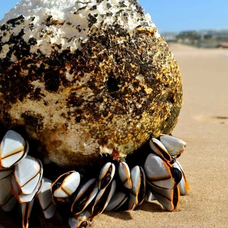 tourhub | Explore! | Walking in Portugal - Remote Coastal Trails 