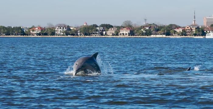 Daytime Dolphin Sail