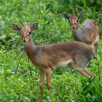 tourhub | Alaitol Safari | 9 Days Unforgettable Tanzania  