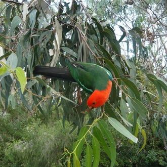 tourhub | Australian Natural Treasures Touring | Three Day Melbourne - Adelaide along Great Ocean Road Experience 