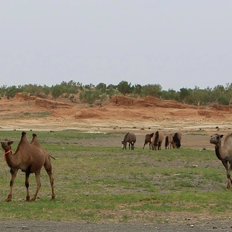 tourhub | Tweet World Travel | Naadam Festival & Along the Exotic Route of Mongolia  