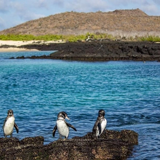 Galápagos – Central and East Islands aboard the Reina Silvia Voyager