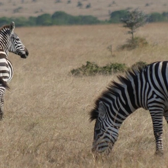 tourhub | Bencia Africa Adventure & Safaris Ltd | 4-Day Masai Mara - Luxury Private Jeep Safari 