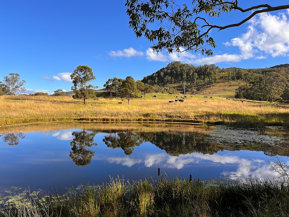 cattle grazing adjacent to dam