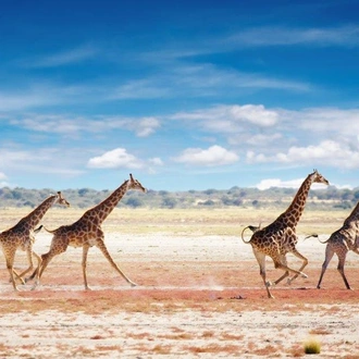 tourhub | ATC Namibia | Etosha Safari Adventure, Self-drive 