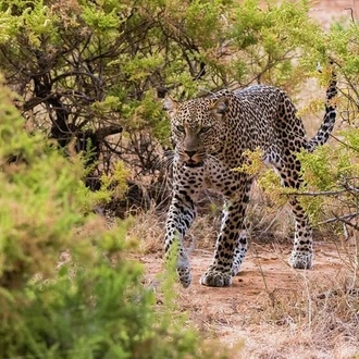 tourhub | Gracepatt Ecotours Kenya | 4 Days Aberdares National park & Samburu National Reserve Wildlife Safari  