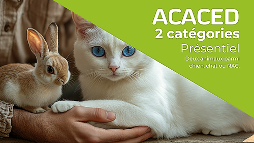 Représentation de la formation : ACACED 2 catégories