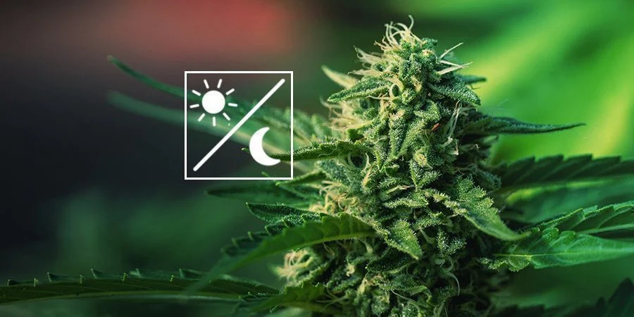 What Are The Nutrients That The Cannabis Plant Requires?