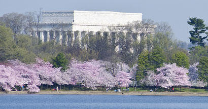 Washington DC Blossoms by Bike Tour