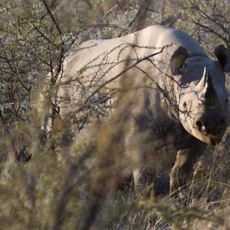 tourhub | Chameleon Safaris Namibia | 4 Day Etosha & Swakopmund Accommodated Adventure 