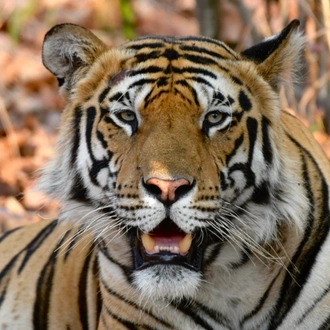 tourhub | Exodus Adventure Travels | India Tiger Safari 