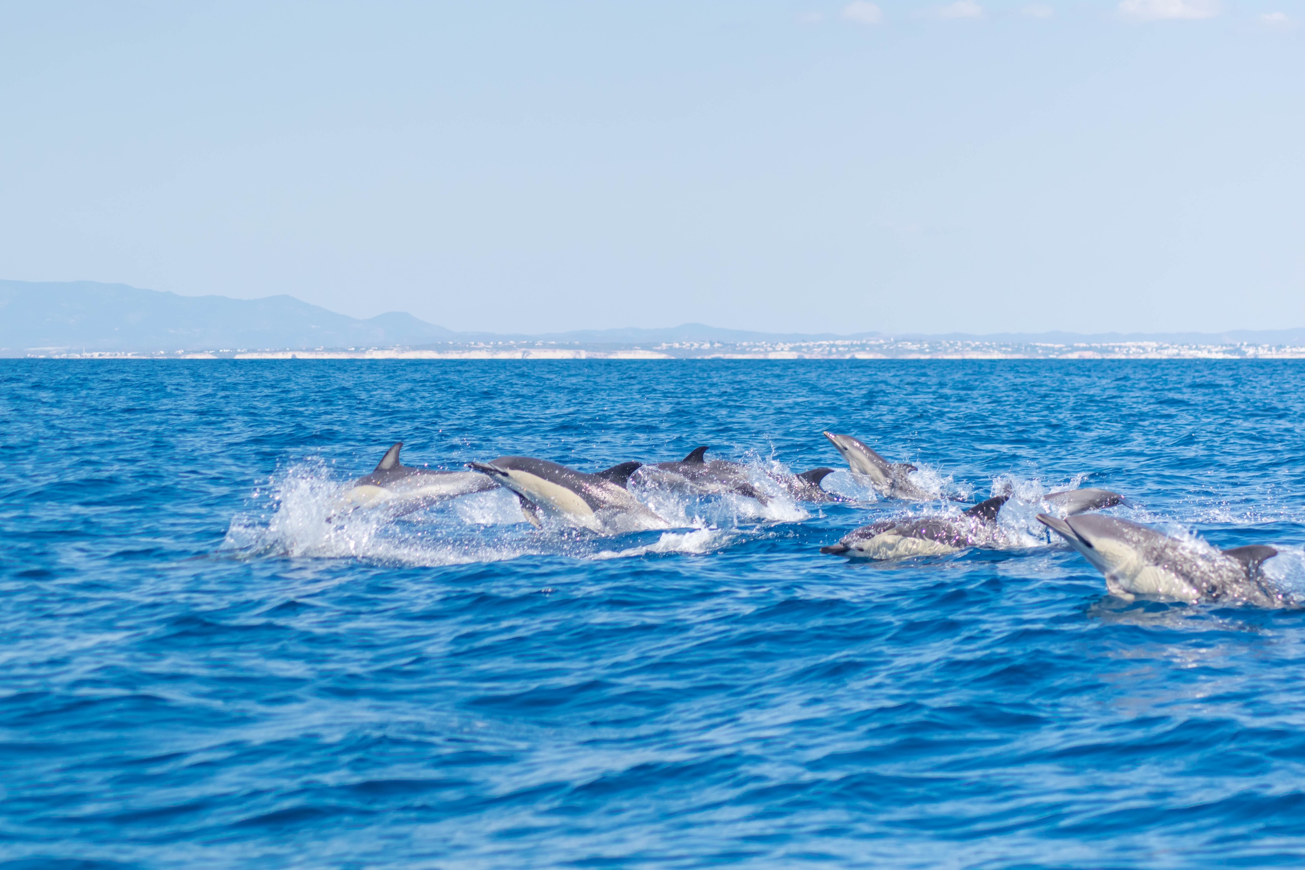 Golfinhos e Grutas – Benagil
