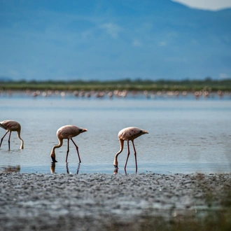 tourhub | Beach and Safari Holidays | Tanzania's Icons and Landscapes: An Unforgettable Safari 