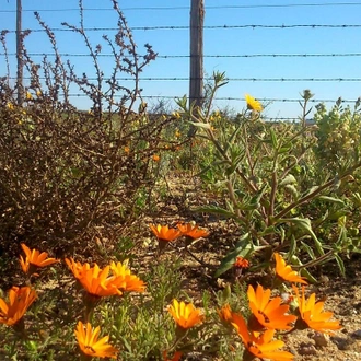 tourhub | HoneyBadger Travel & Tours | South Africa Flower Safari Namaqualand & West Coast 