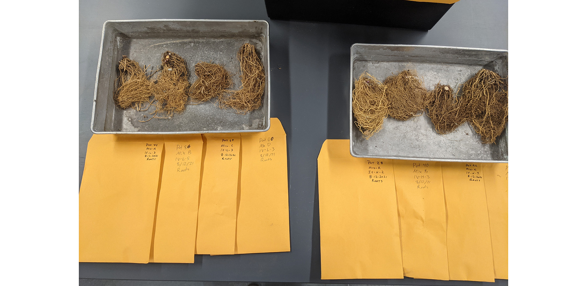 Planting Trial: Dry Root Mass