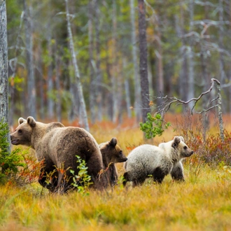 tourhub | Nordic Unique Travels | Overnight Bear Safari - Kuusamo & Oulanka rapids - Small Group Tour  