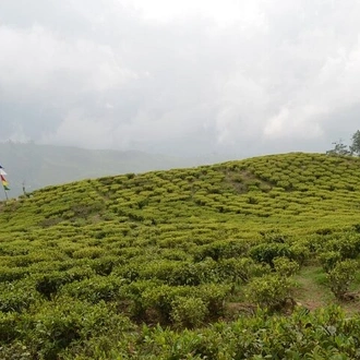 tourhub | Agora Voyages | Darjeeling Tea Estate Tour 